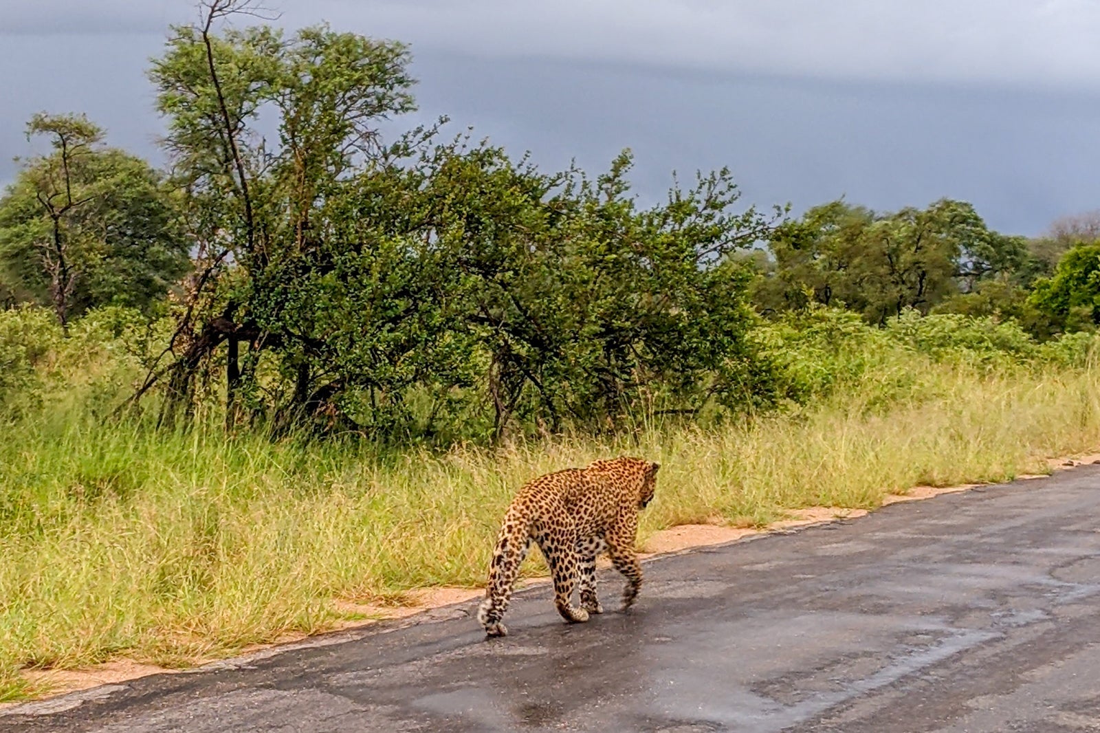 Wildlife in Kruger National Park