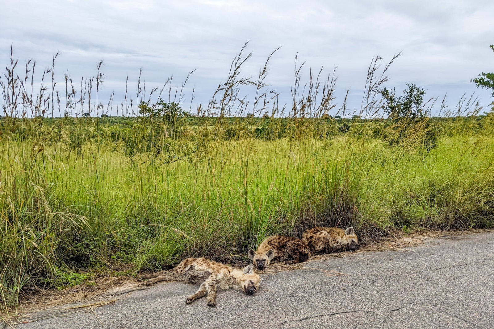 Wildlife in Kruger National Park