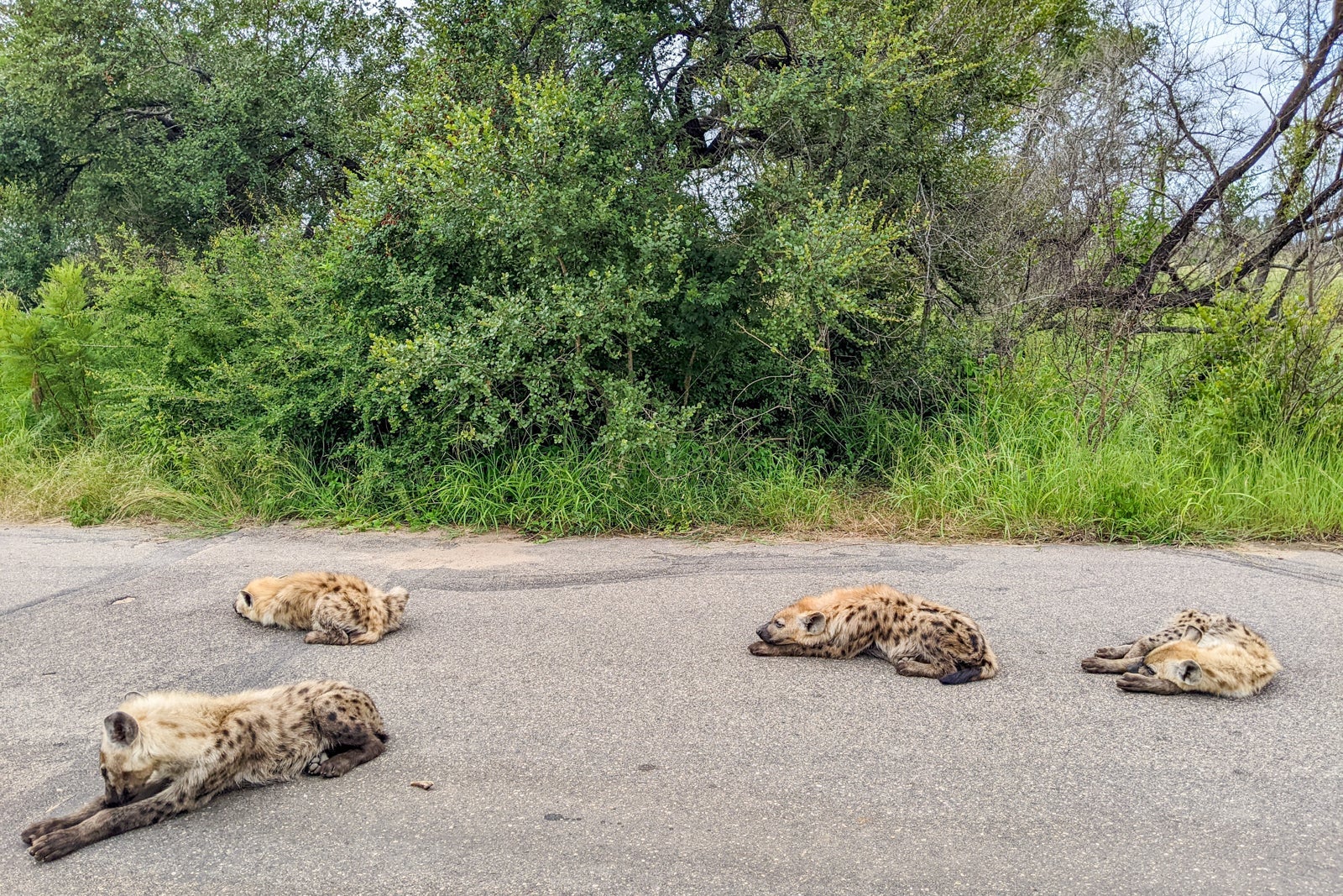 Wildlife in Kruger National Park
