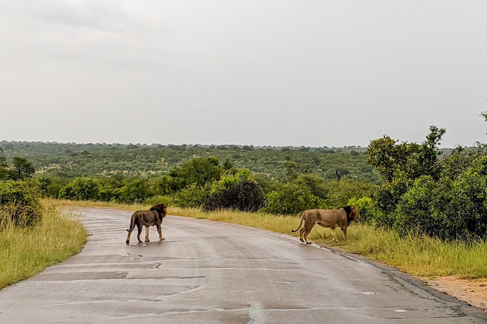 Wildlife in Kruger National Park