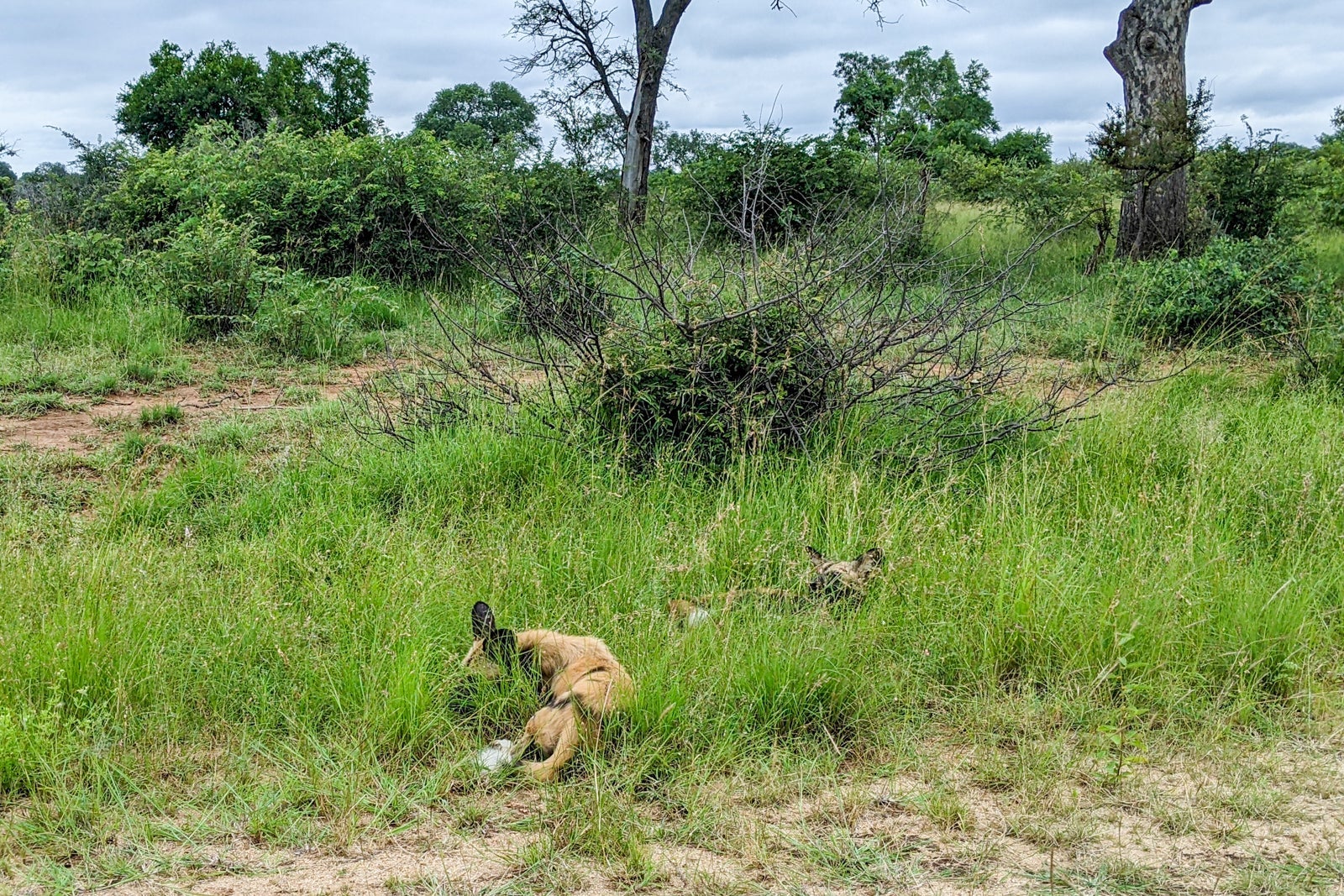 Wildlife in Kruger National Park