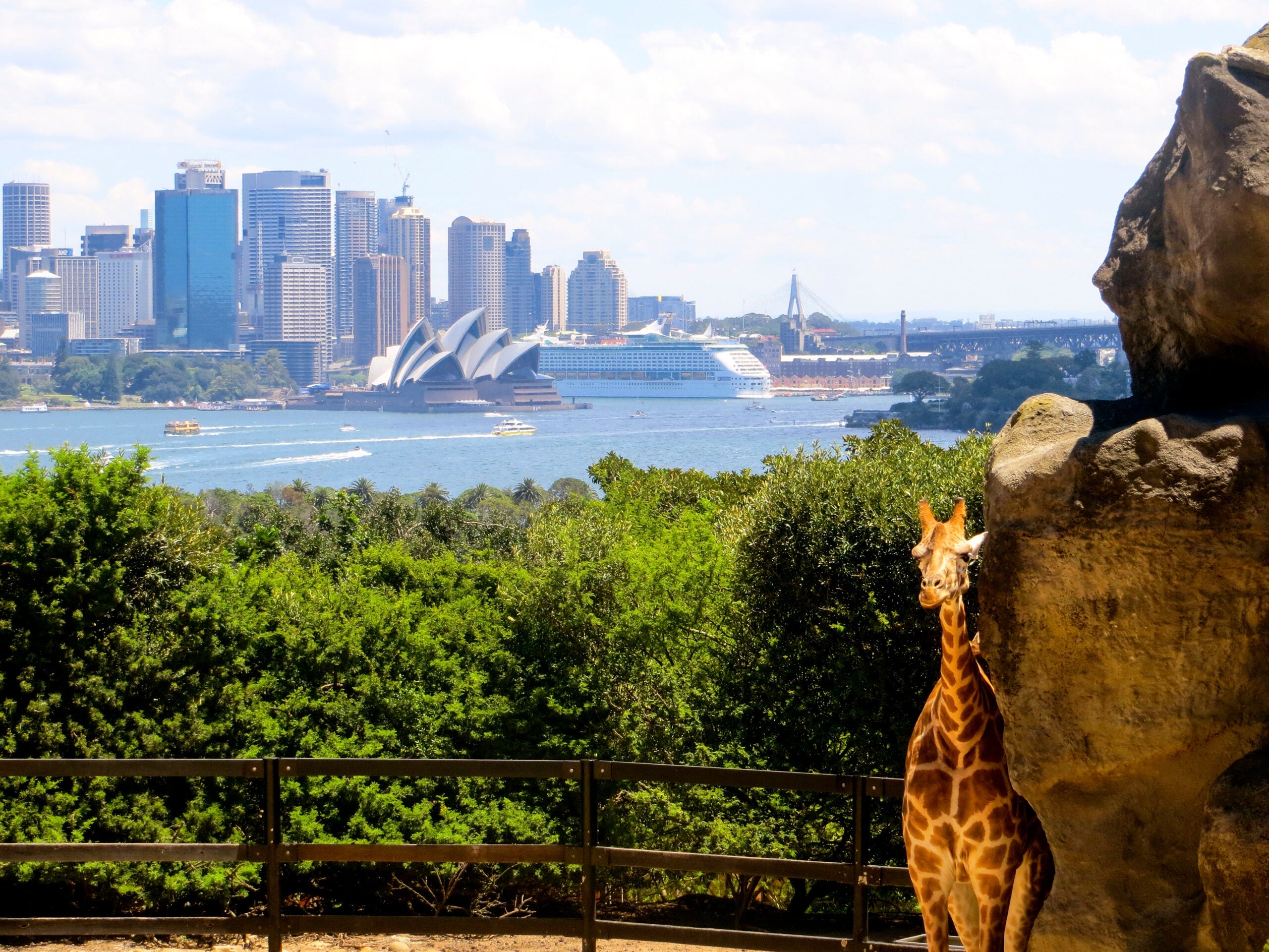 Giraffe at Taronga Zoo over Sydney Harbour