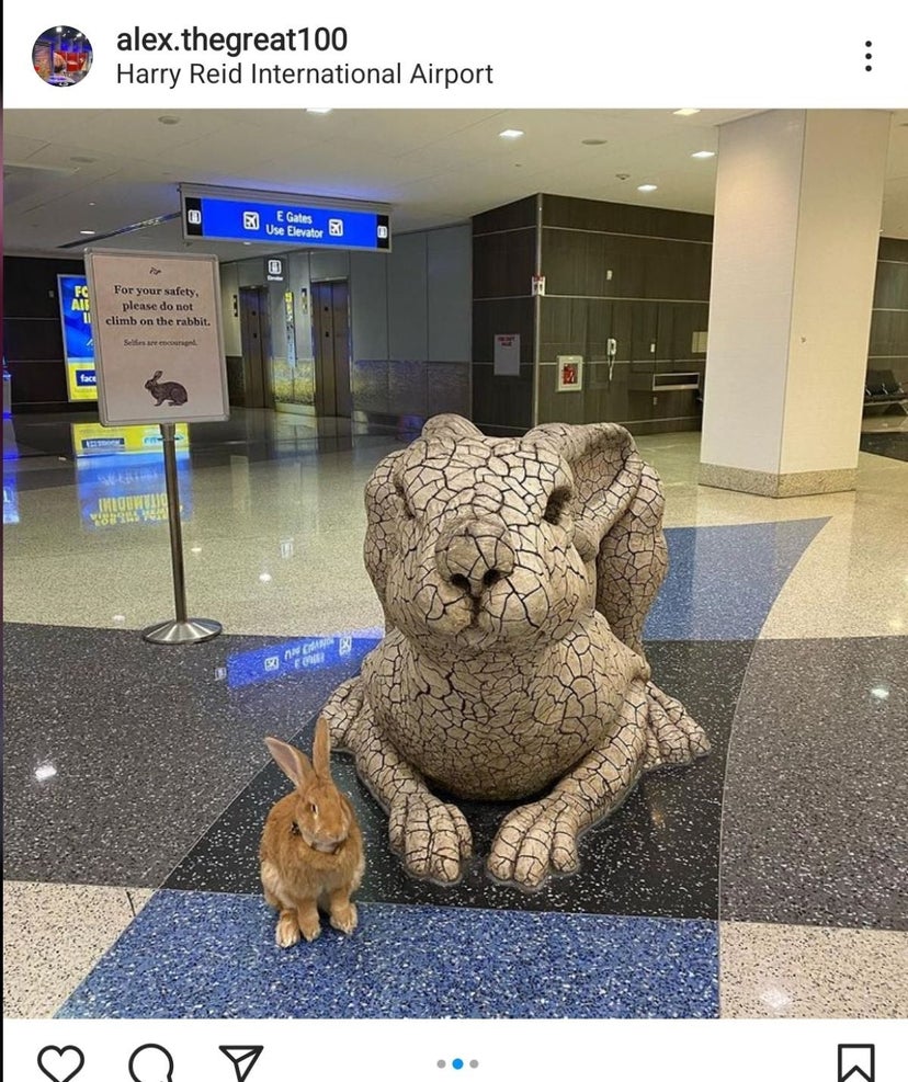 First a pig, now a rabbit. Big bunny joins SFO’s Wag Brigade - The ...