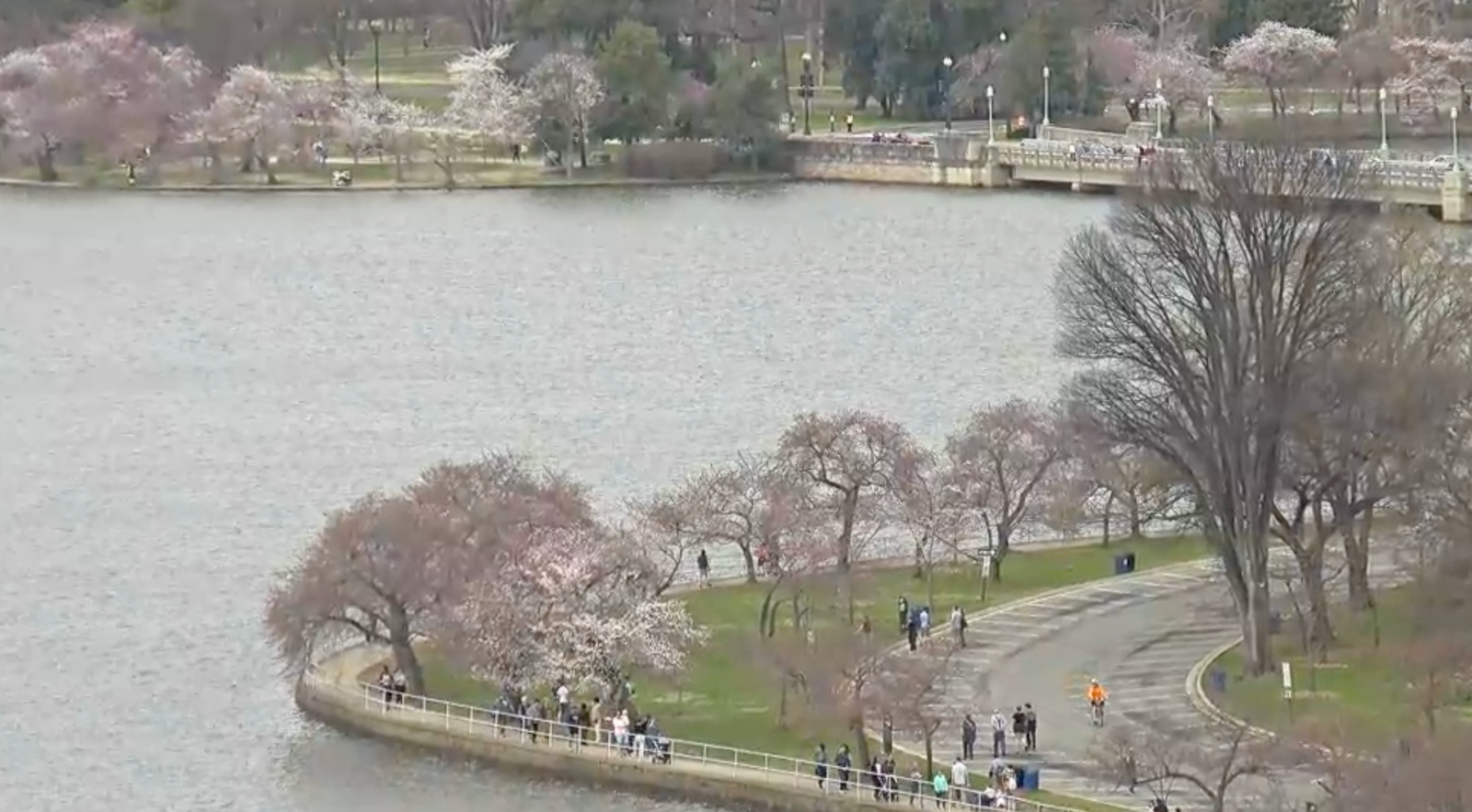 screenshot of live camera of cherry blossoms in DC