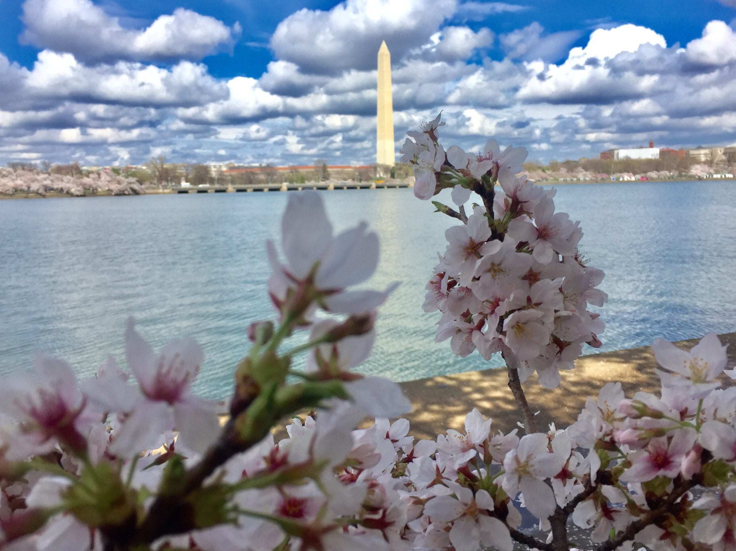 Cherry blossom in DC with monument in the background.
