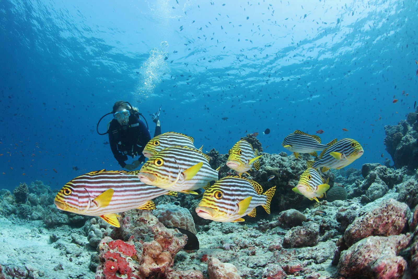 person scuba diving with white, black and yellow fish