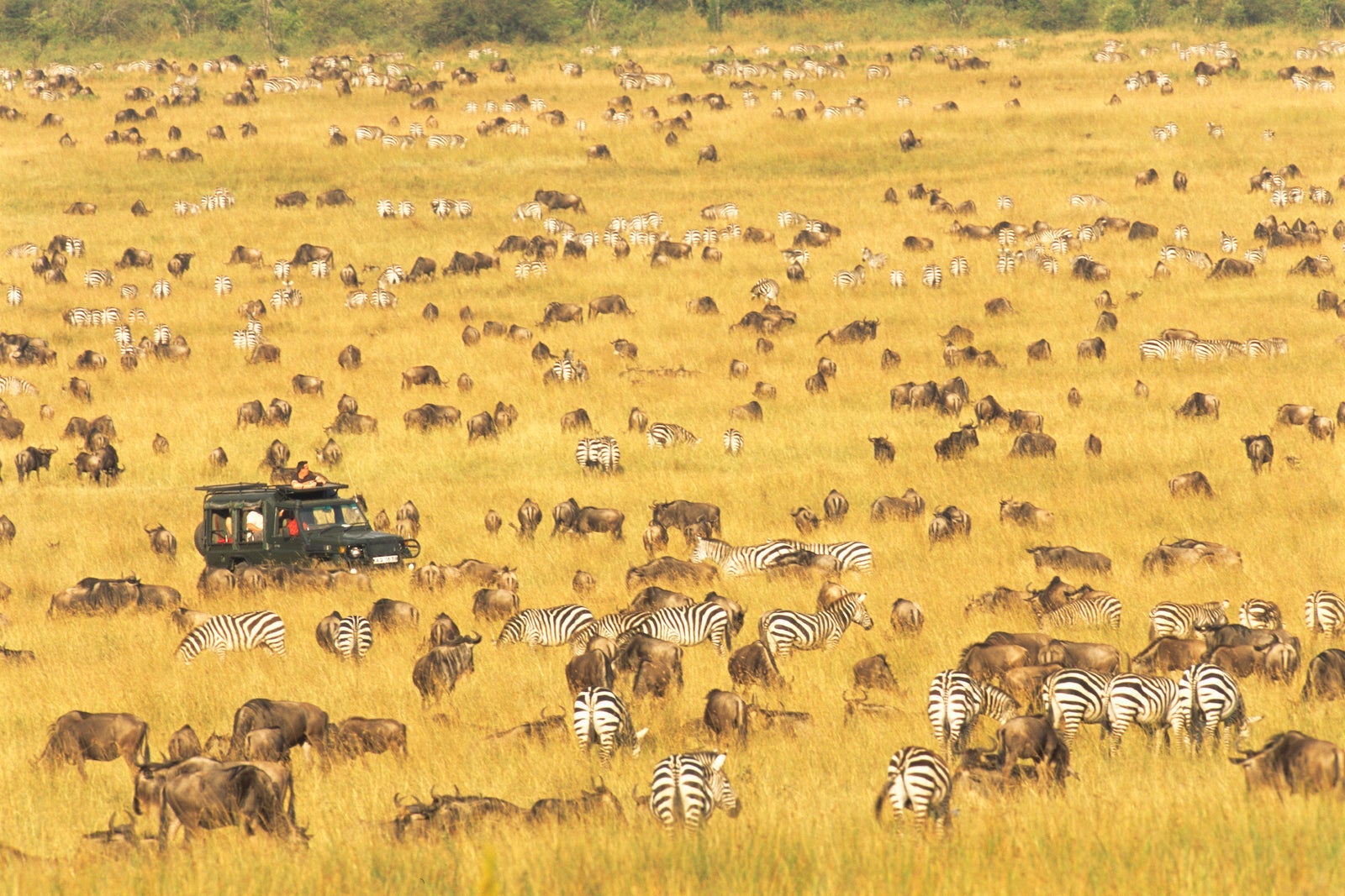 Kenya's Masai Mara plains filled with zebras and wildabeests