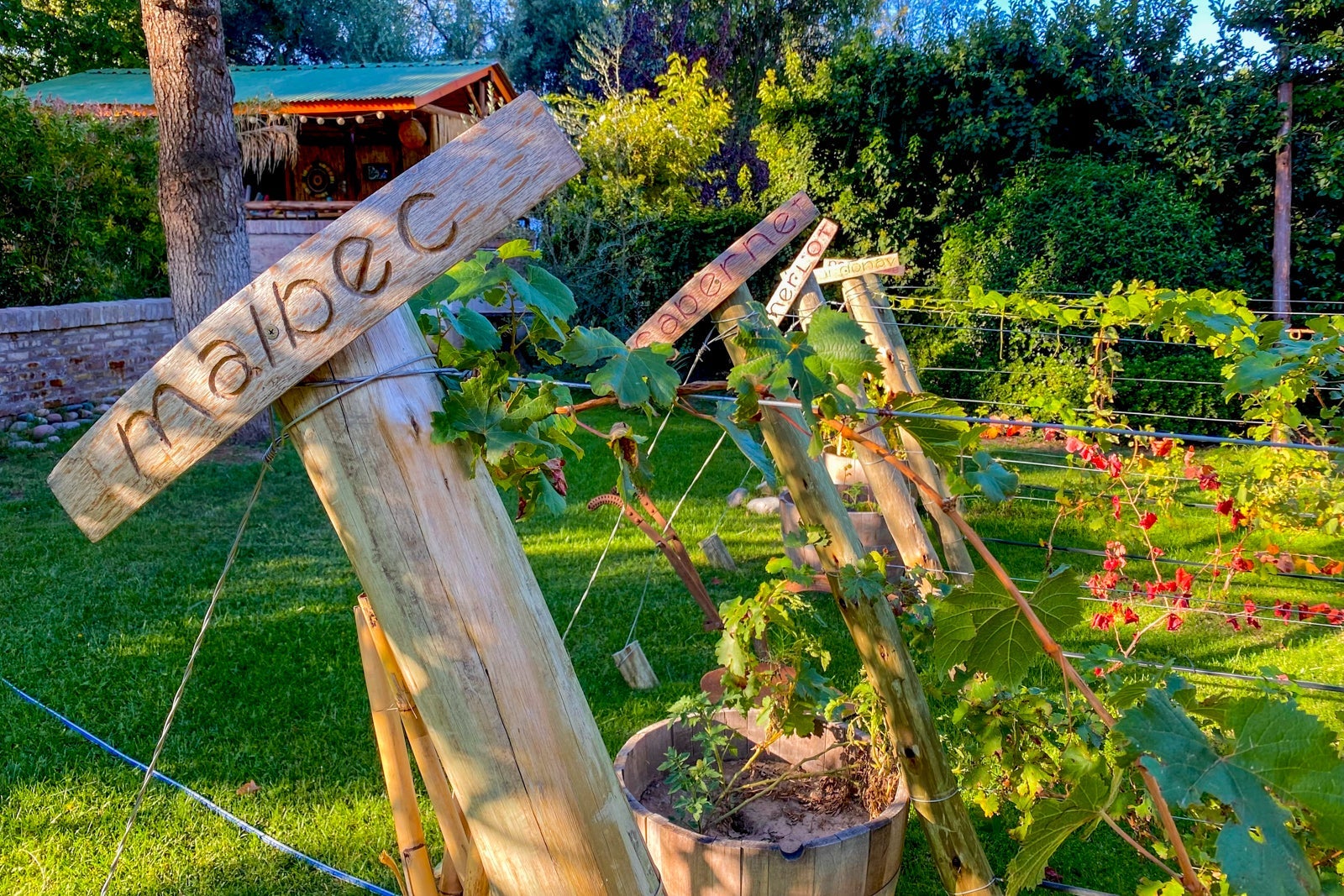 Mendoza, Argentina (Photo by Taylor Jenkins/The Points Guy)