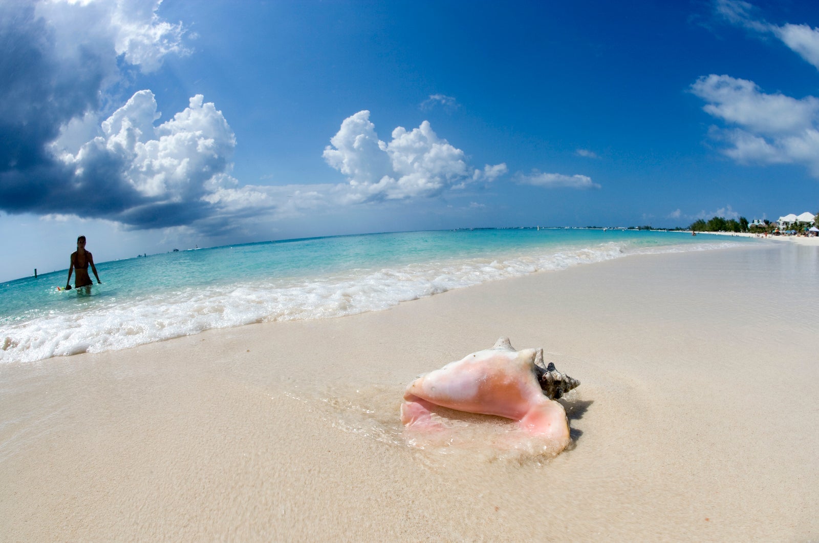 Conch shell on Seven Mile Beach in Grand Cayman