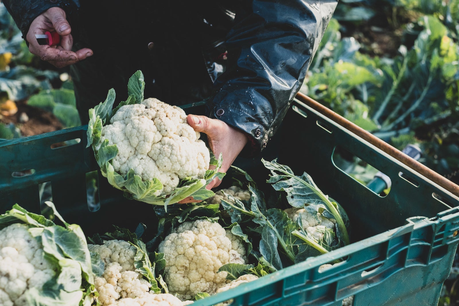 a farmer harvests cauliflower