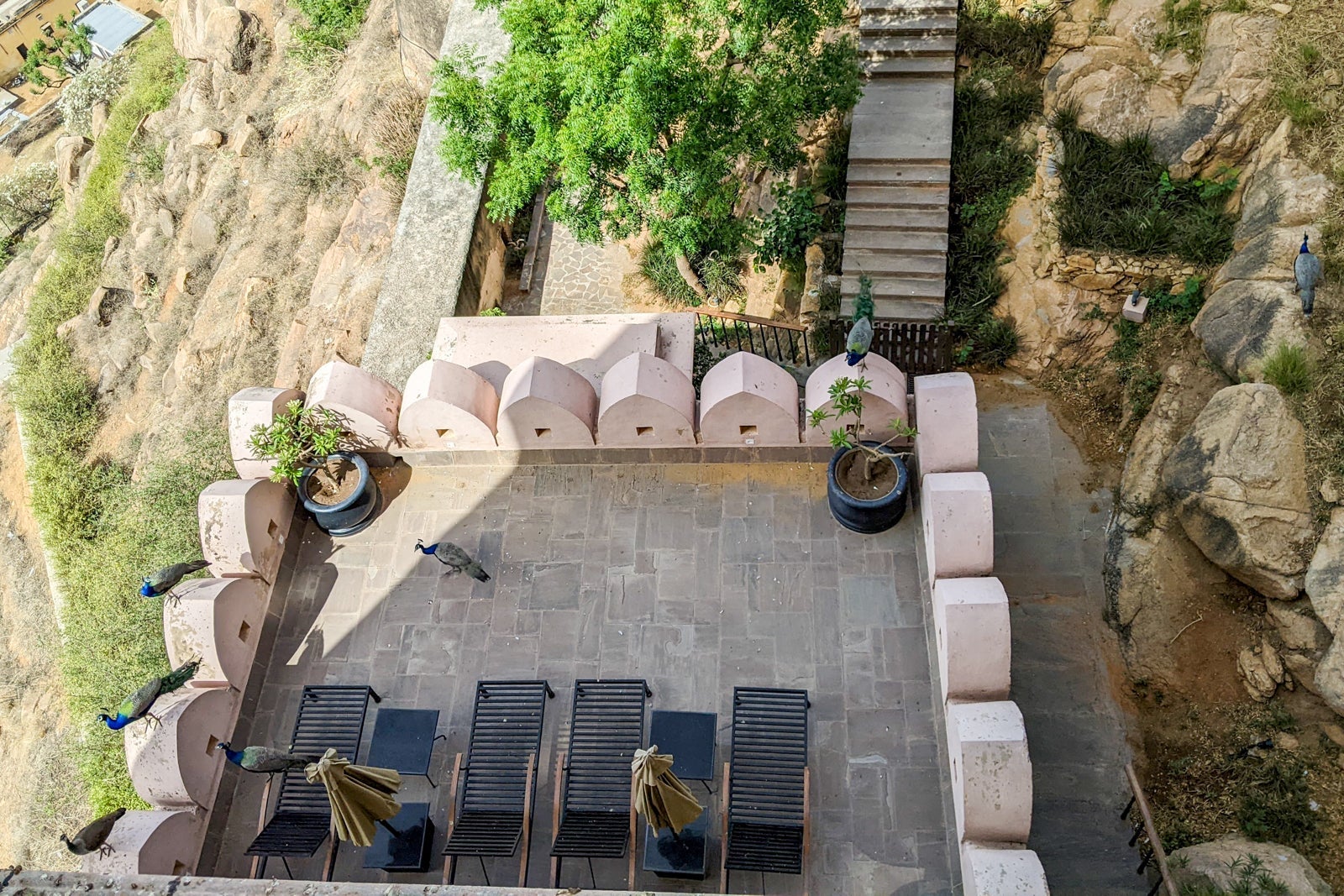 Alila Fort Bishangarh peacocks