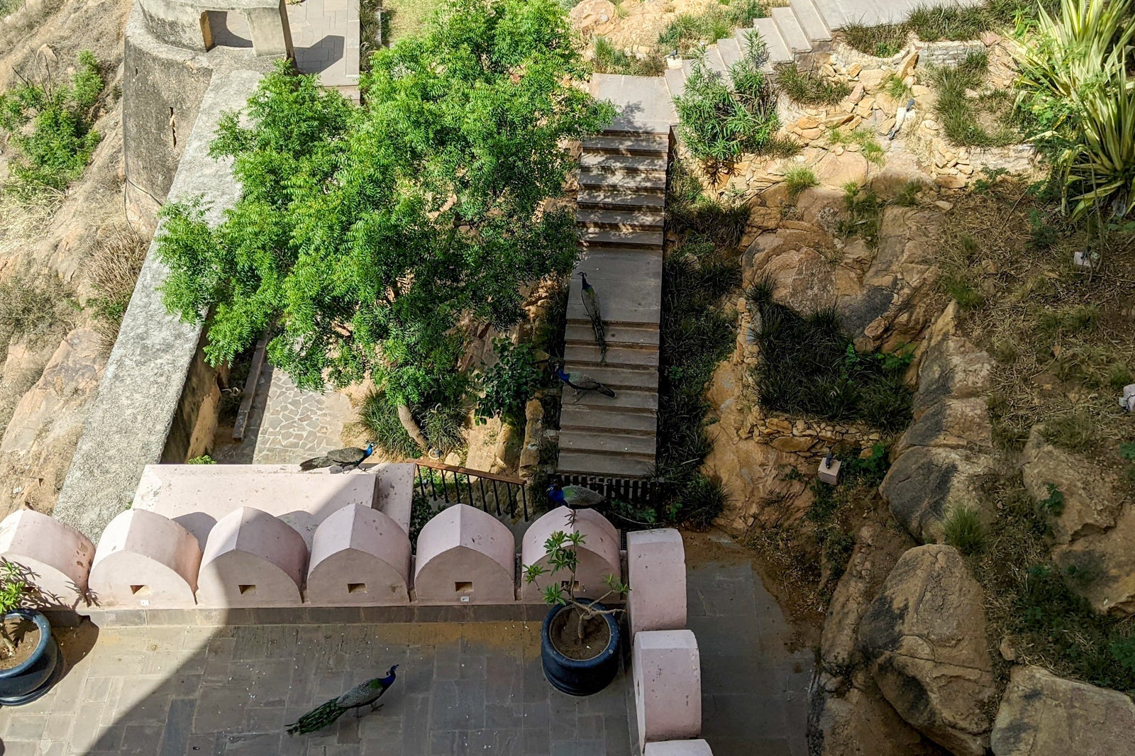 Alila Fort Bishangarh peacocks