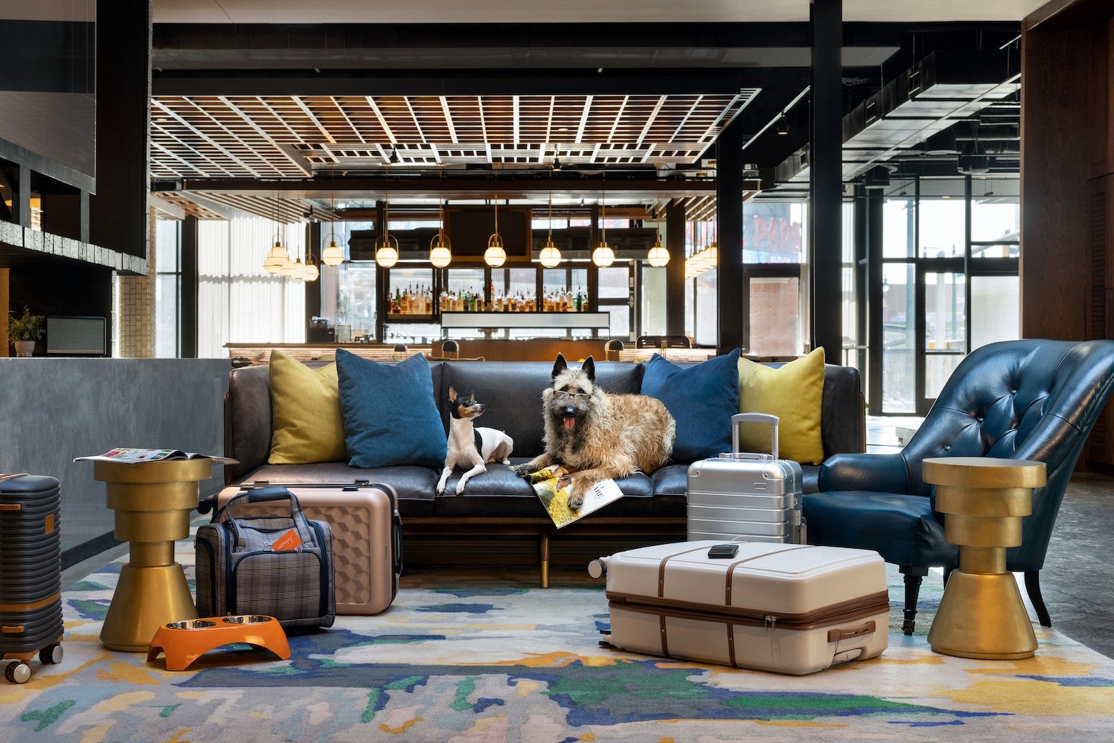 dogs on couch posing