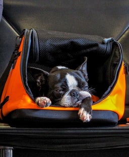 Spirit Airlines' pet policy: Here’s how to fly with your pet on Spirit