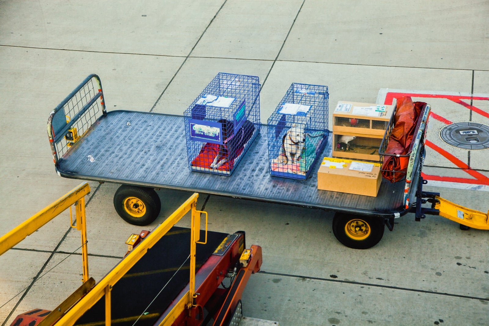 Two dogs in cages next to other luggage on a trailer at an airport