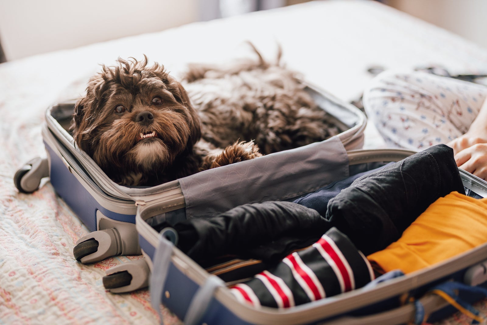 Cute dog inside of open suitcase