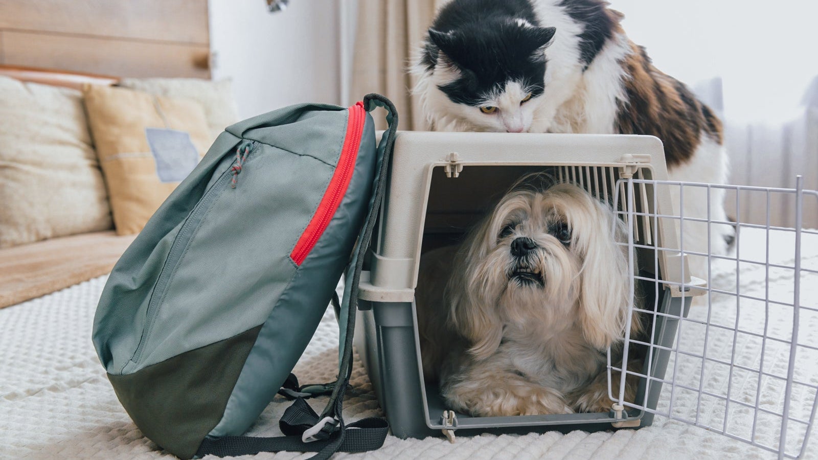 What is American Airlines Dog Policy: Essential Rules & Tips