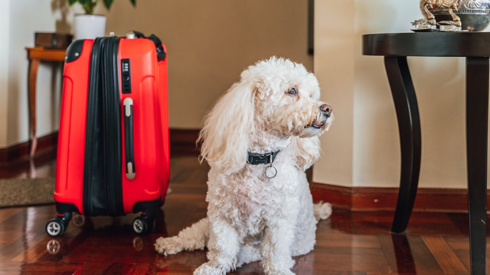 pet friendly dogs on frontier airlines