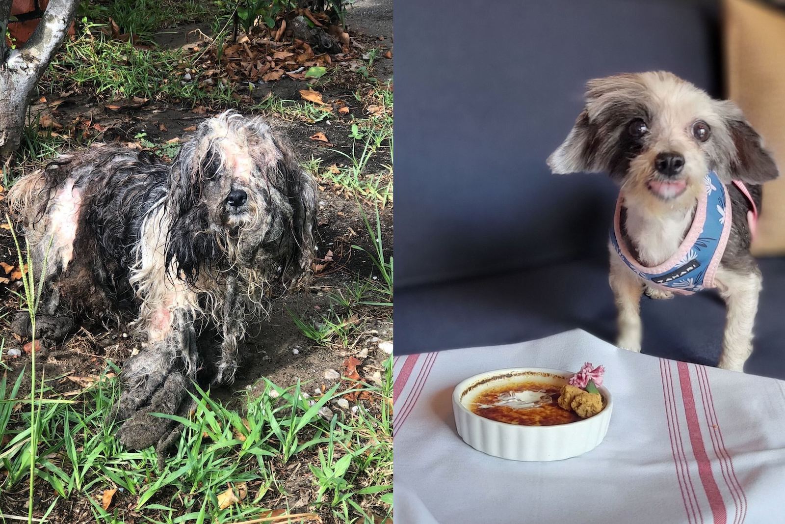 left: dog in bad condition; right: dog all clean eating a luxury meal