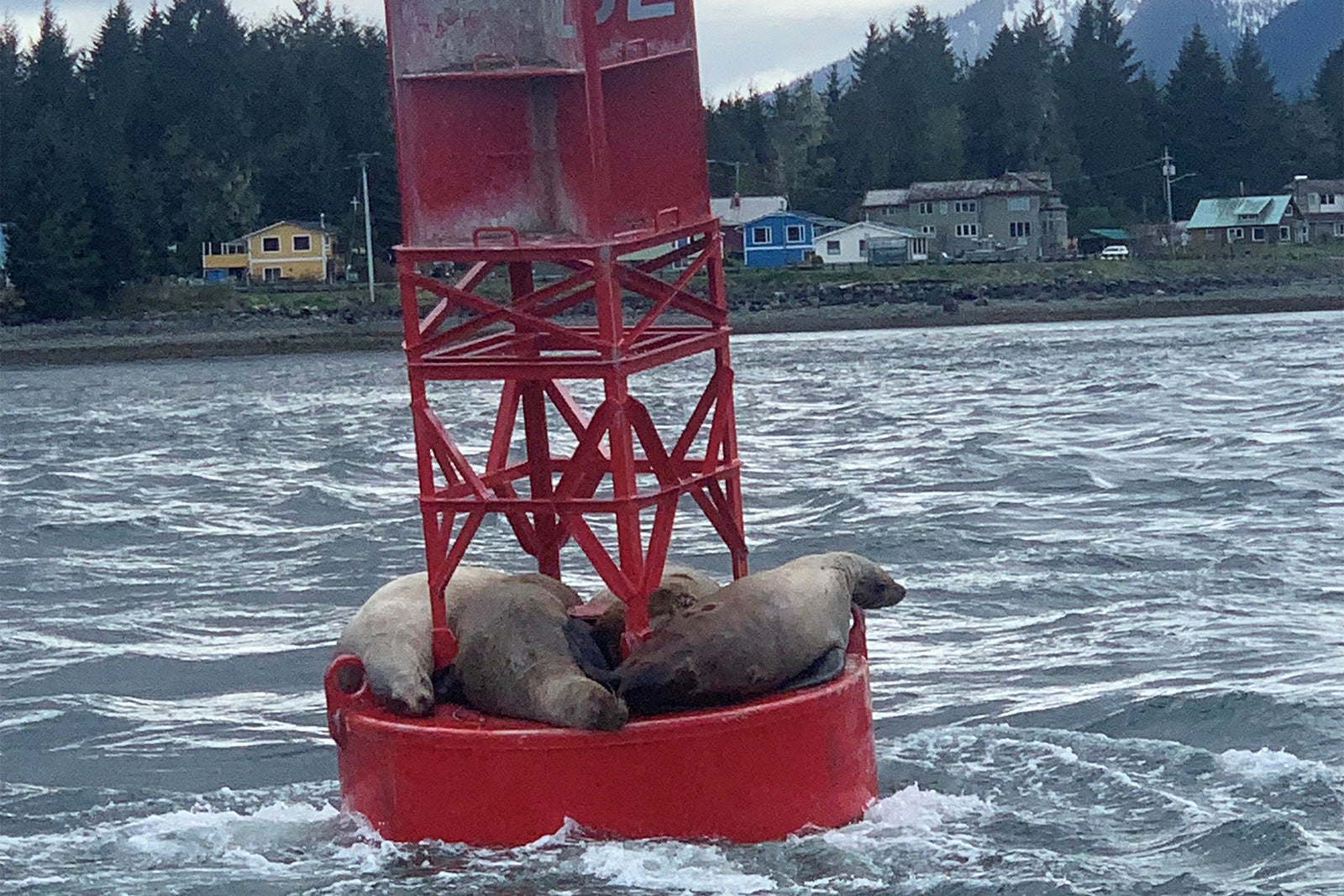 Sea lions on a buoy near Petersburg, Alaska.