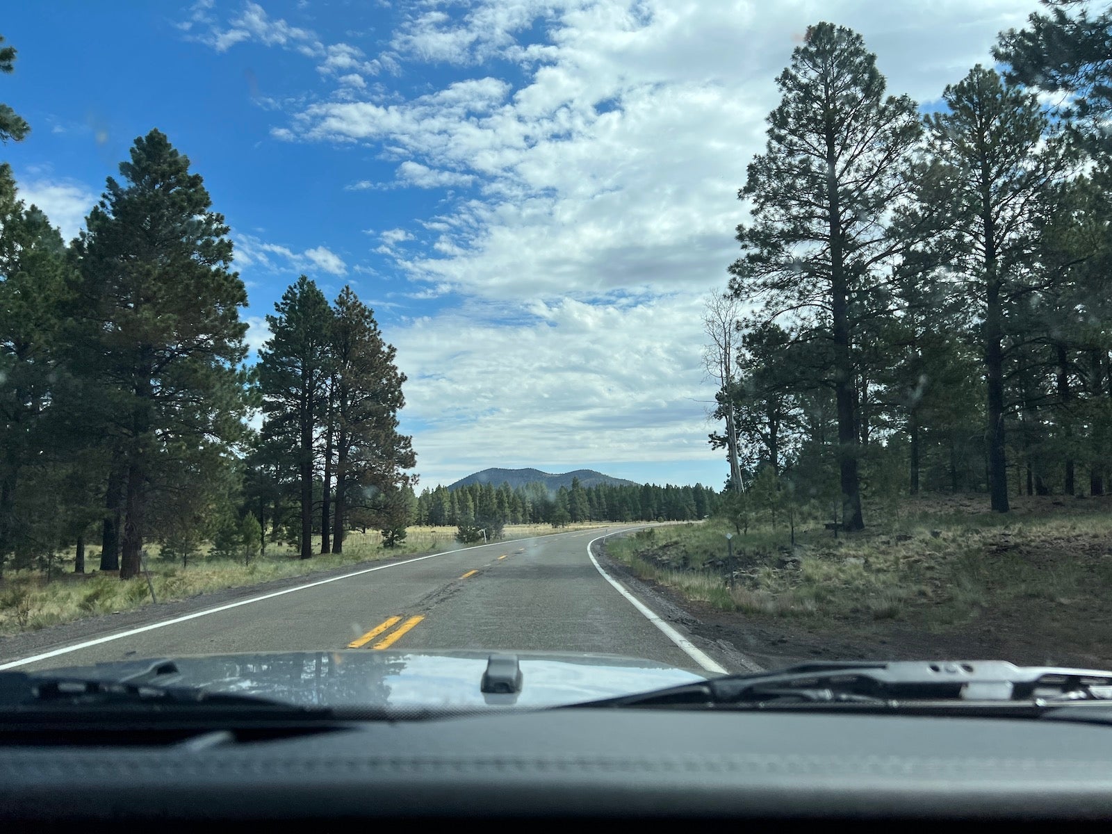 View of road and trees from car