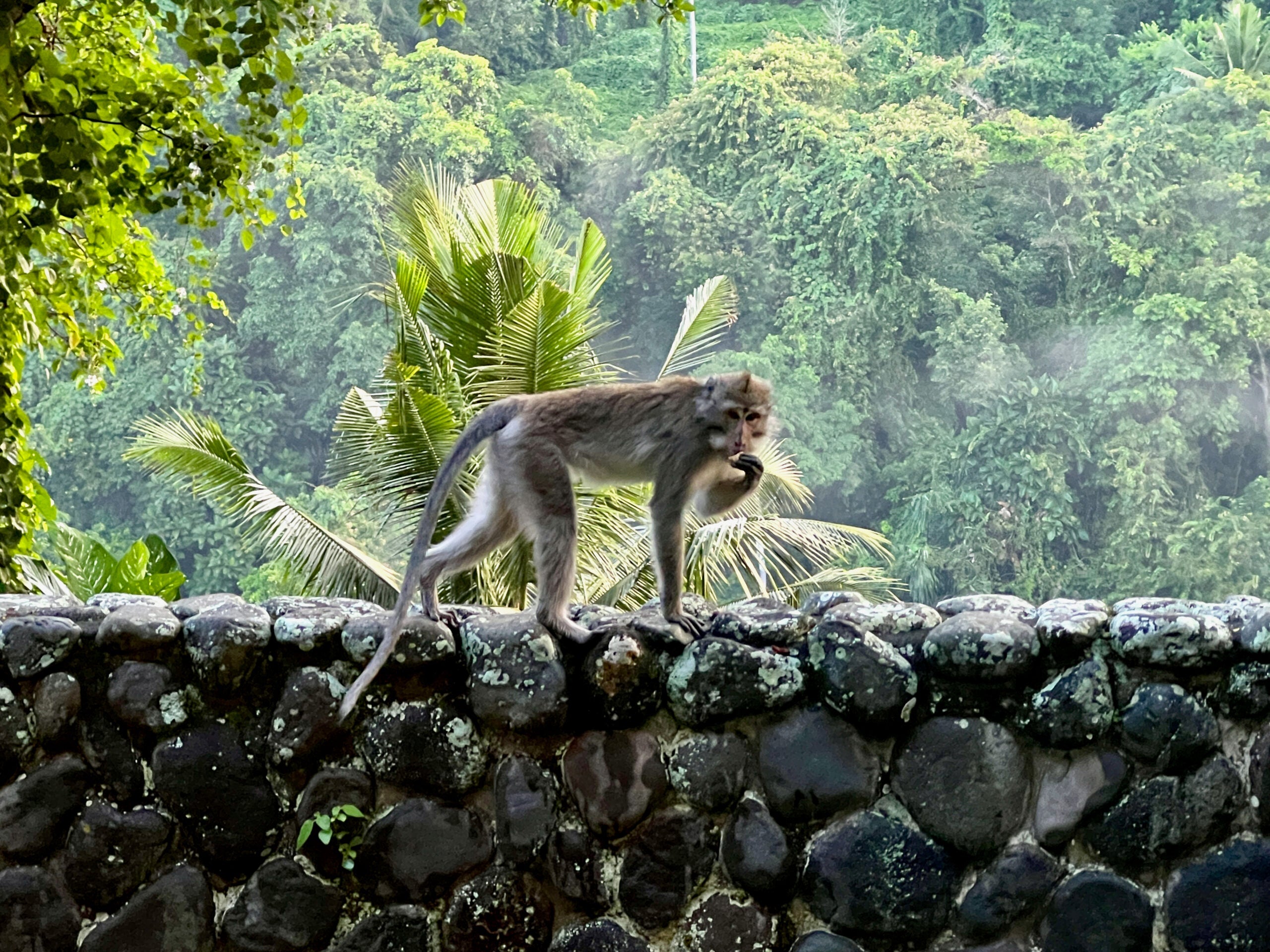 Monkey at the Alila Ubud