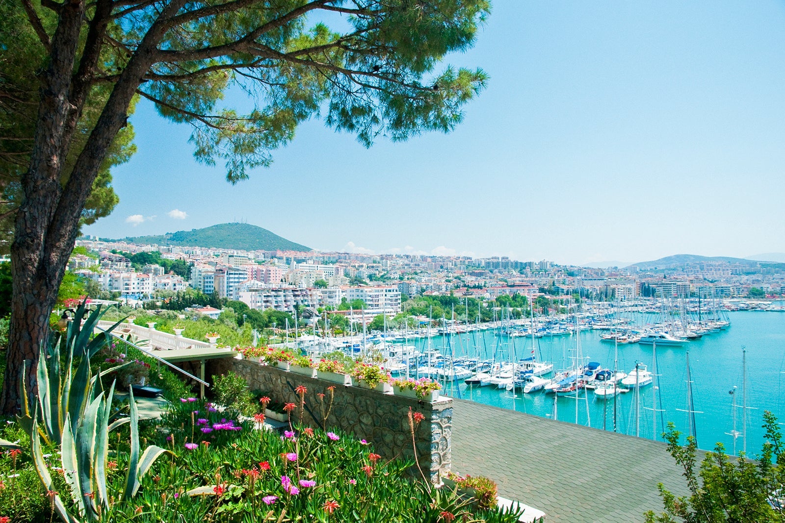 A view of a boat harbor from above near a tree with flowers