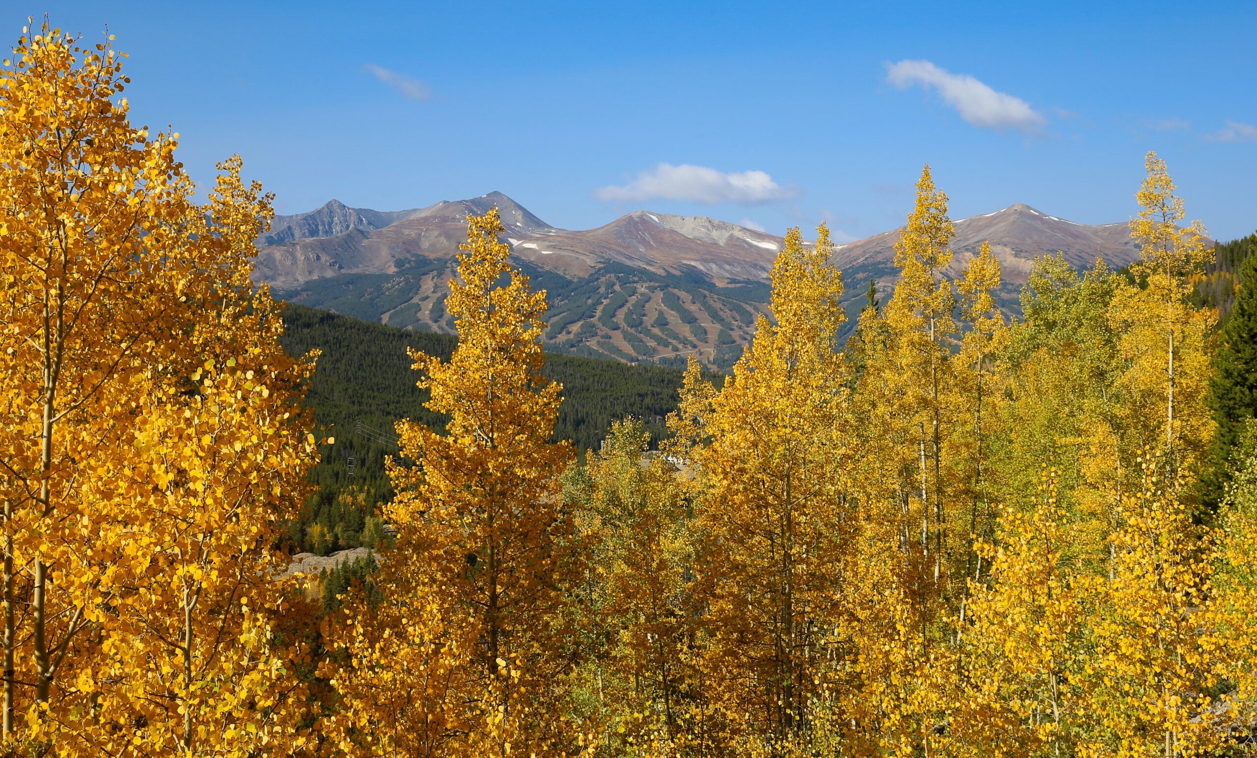 The fall foliage with the mountains in the background near Breckenridge, Colorado