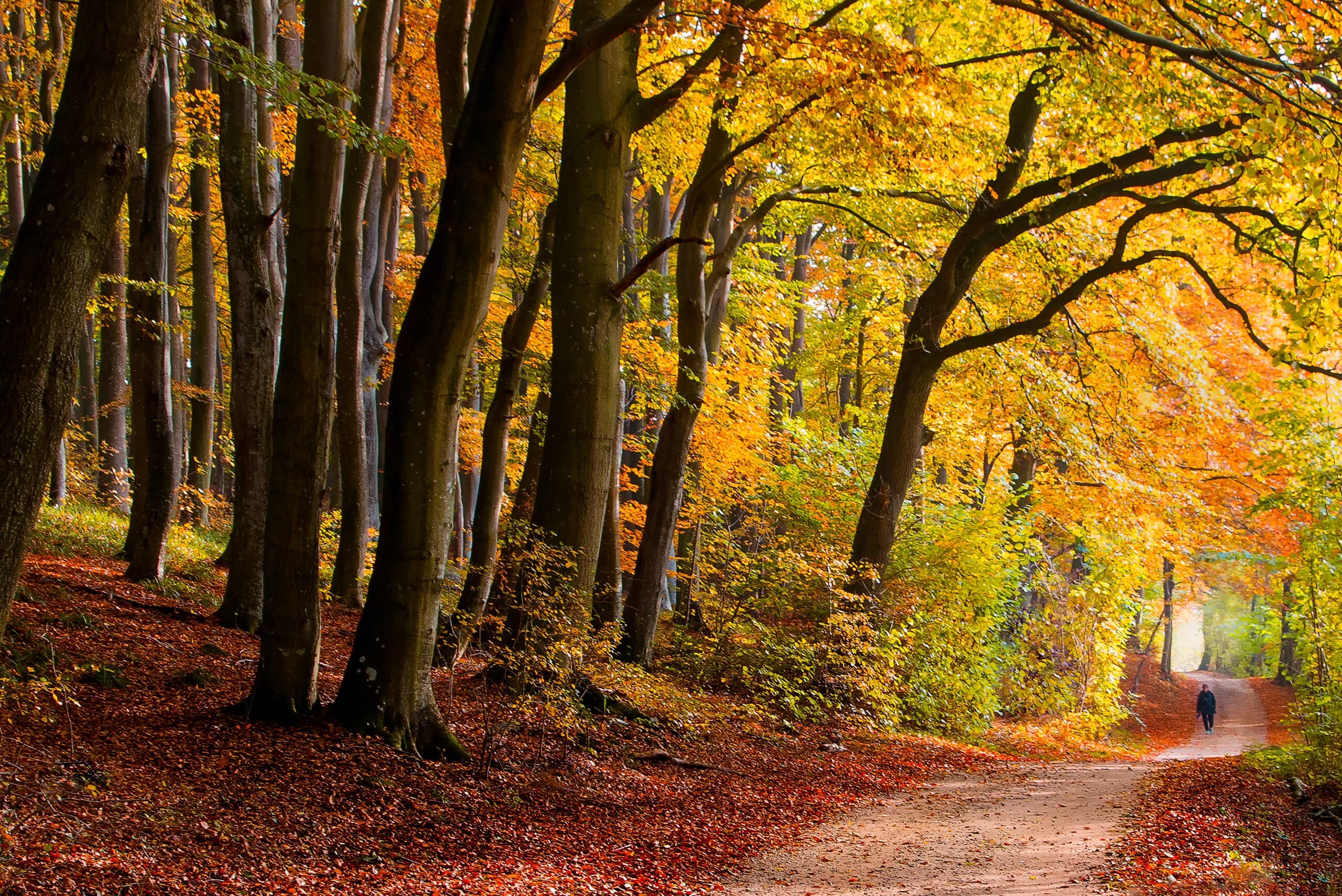 The leaves of a beech tree forest, south of the city of Aarhus, Jutland, Denmark change colour after the summer.