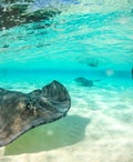 Stingray At Stingray Sandbar
