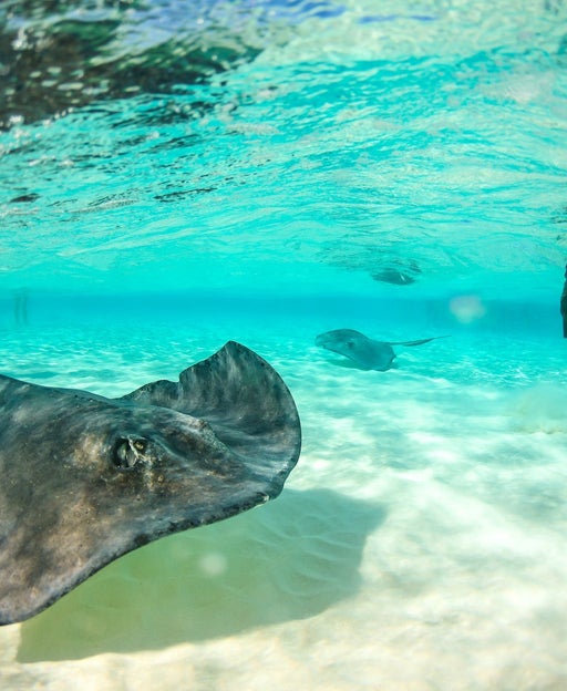 Stingray At Stingray Sandbar