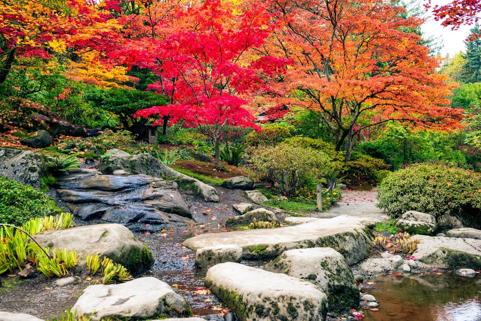 Fall colors in Japanese Maple garden Seattle