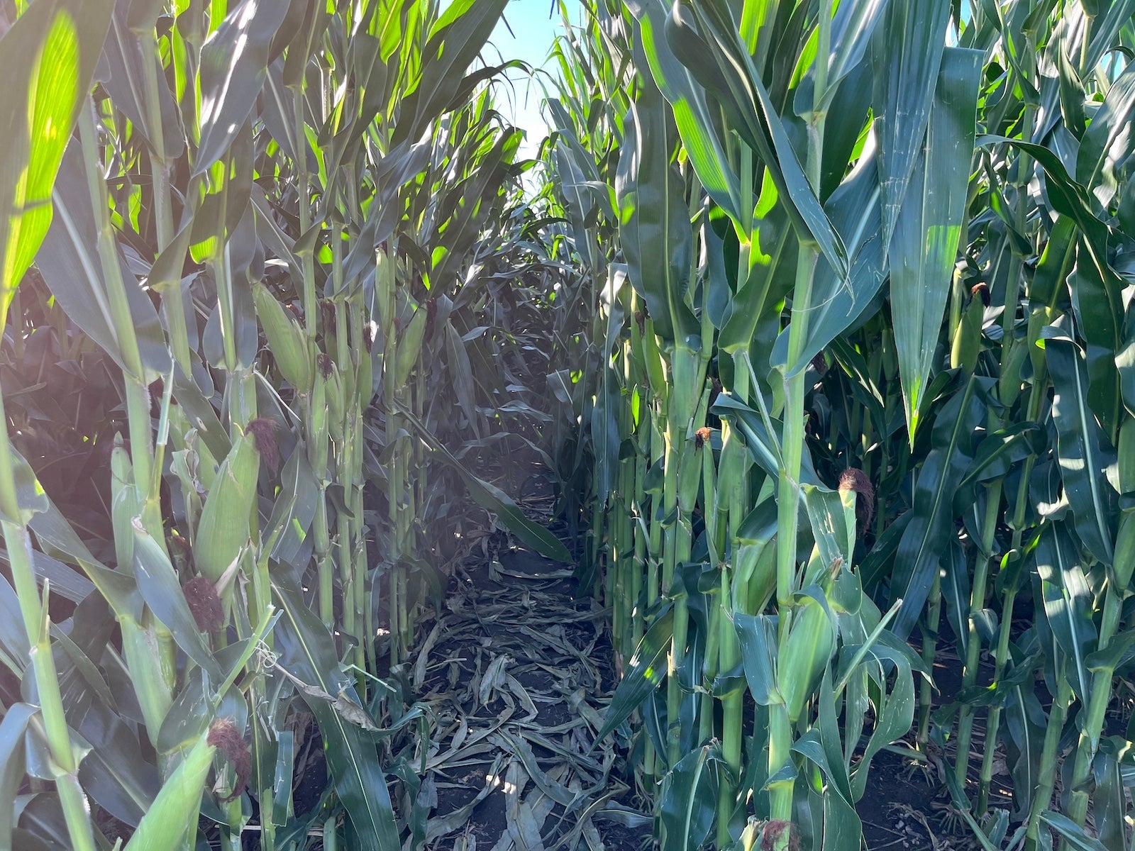 corn at the field of dreams