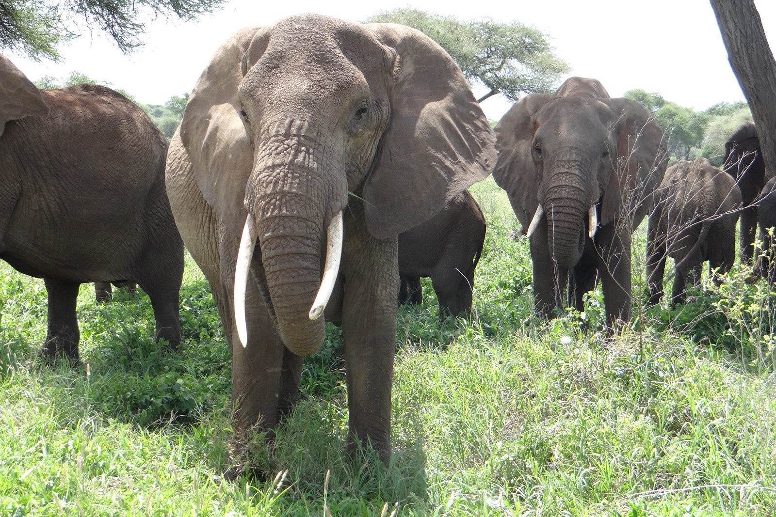 elephants in Ngorongoro Crater in Tazania