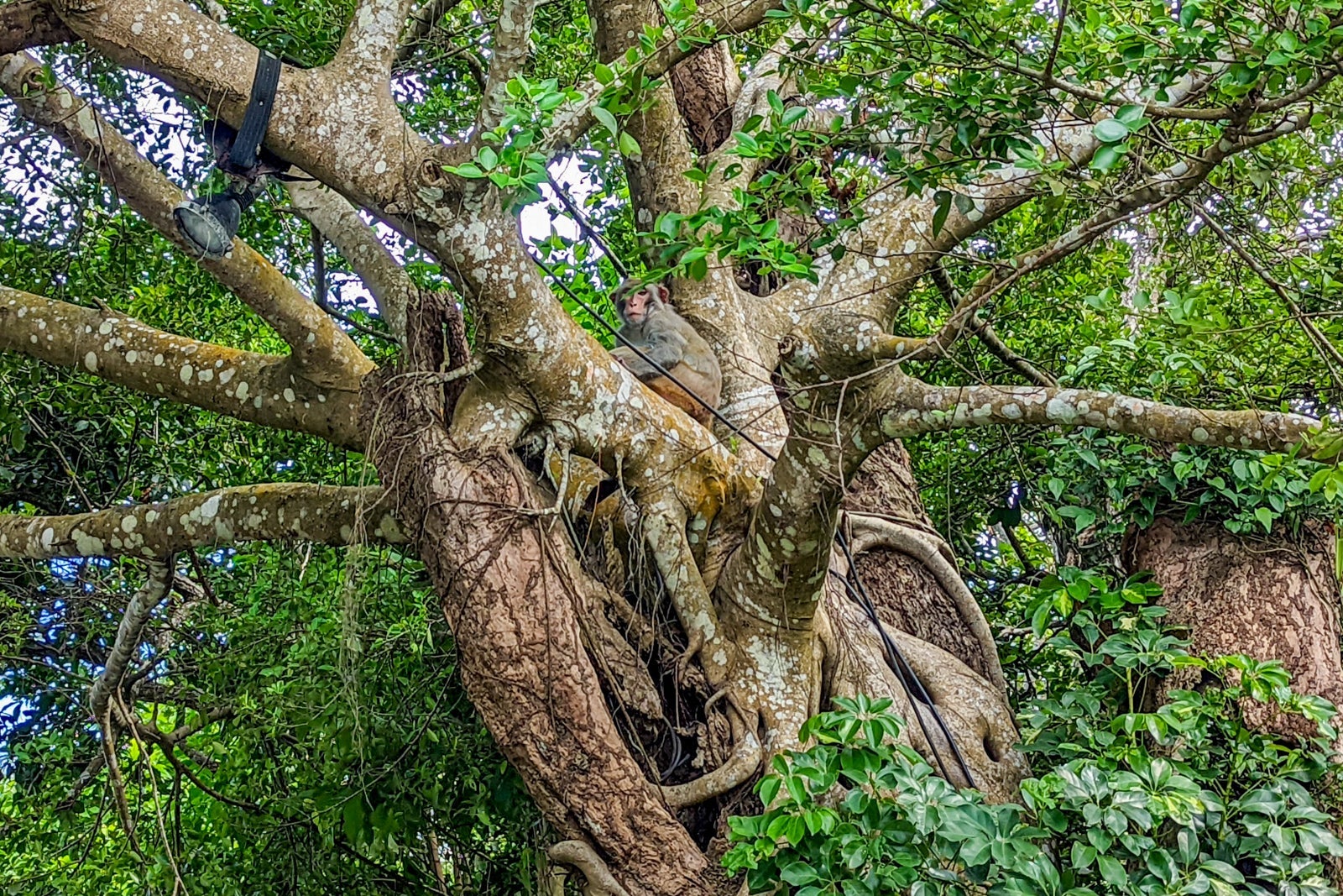 Wildlife drive at InterContinental Danang