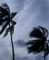 Palm trees in hurricane-force winds during a past storm in Antigua.