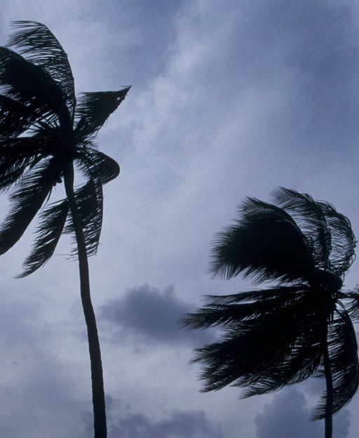 Palm trees in hurricane-force winds during a past storm in Antigua.