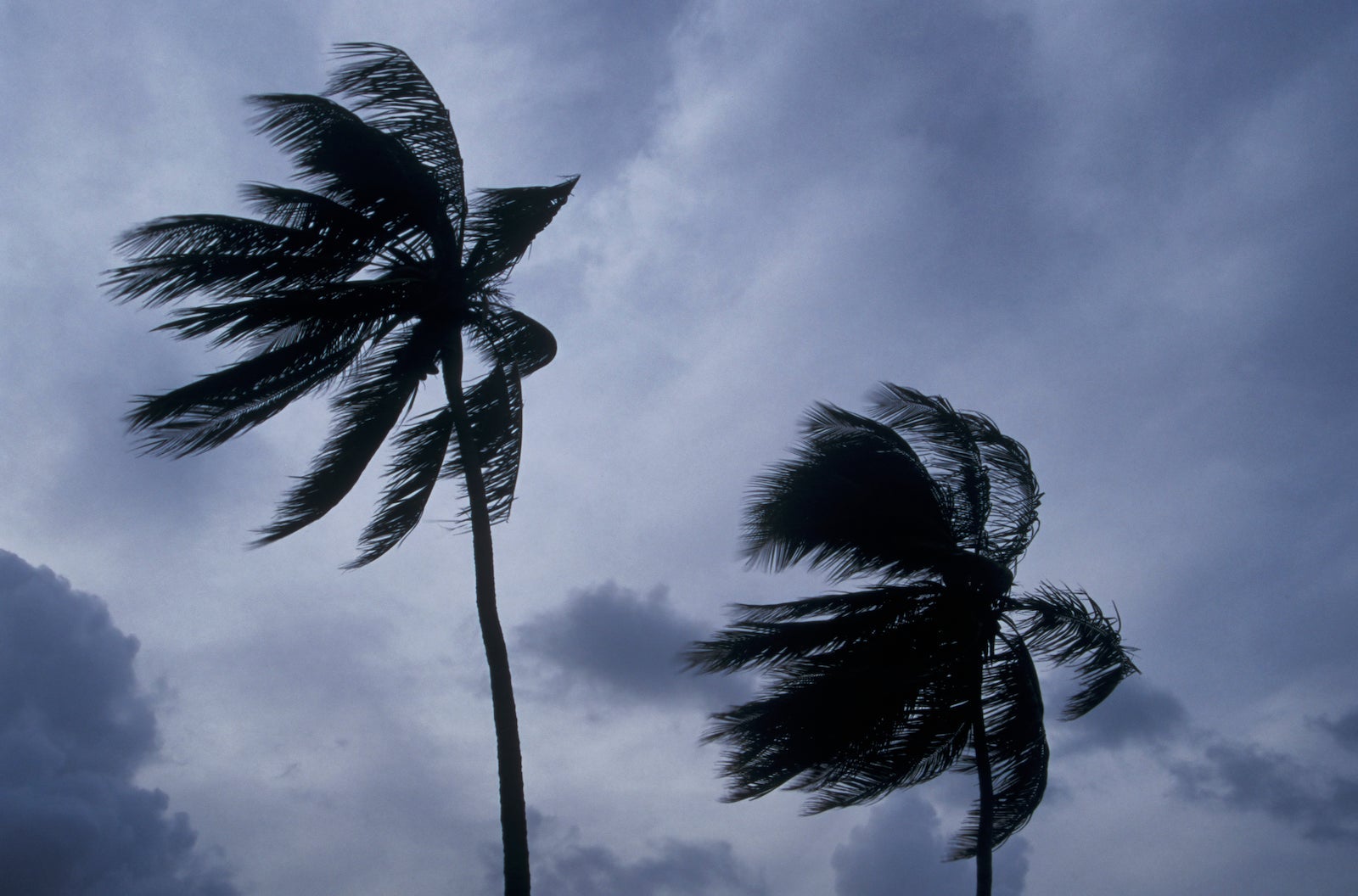 Palm trees in hurricane-force winds during a past storm in Antigua.