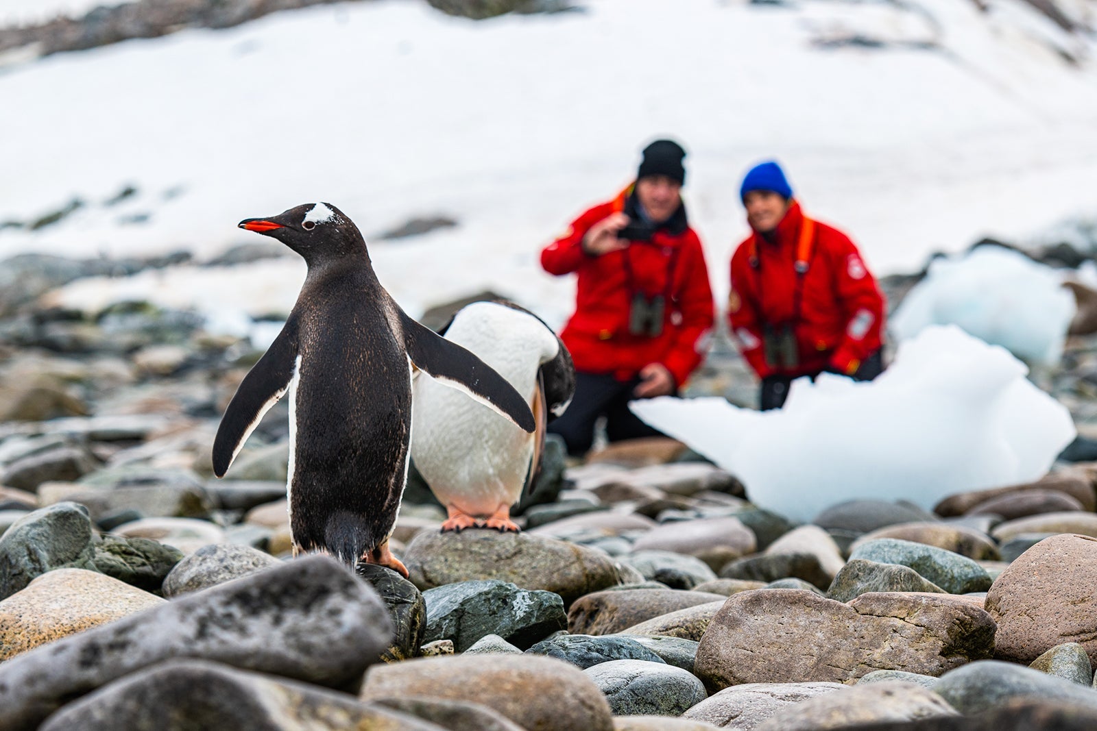 people taking photos of penguins