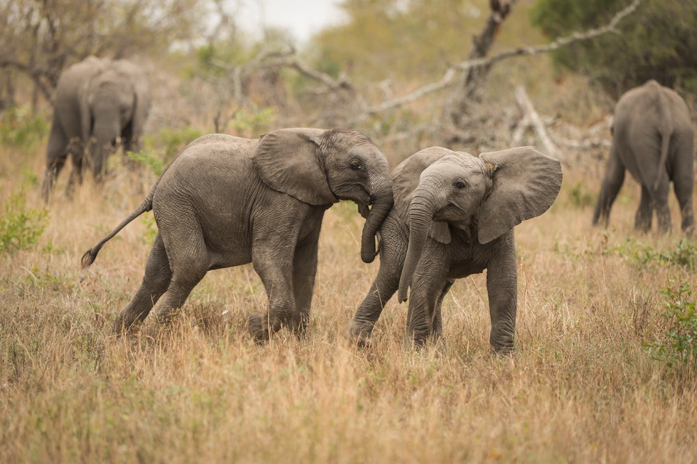 Going on safari not only opens a window to the wonders of Africa's wild spaces but also opens a door to helping others through social initiative programs created by local lodges.