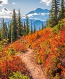 Leaf-peeping season is almost here: Where to see spectacular fall foliage across the US in 2026