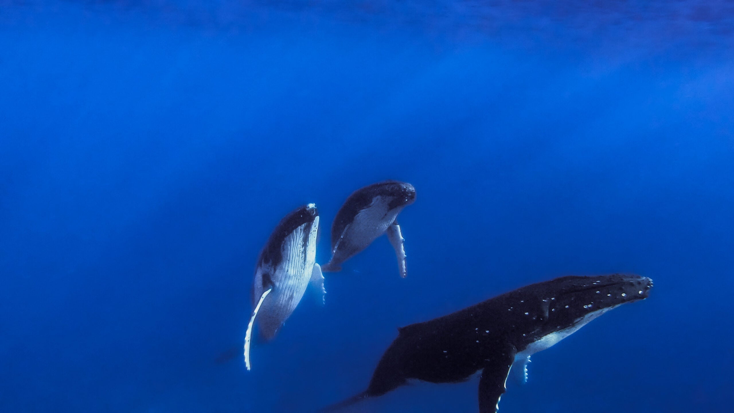 Whales in Moorea, French Polynesia
