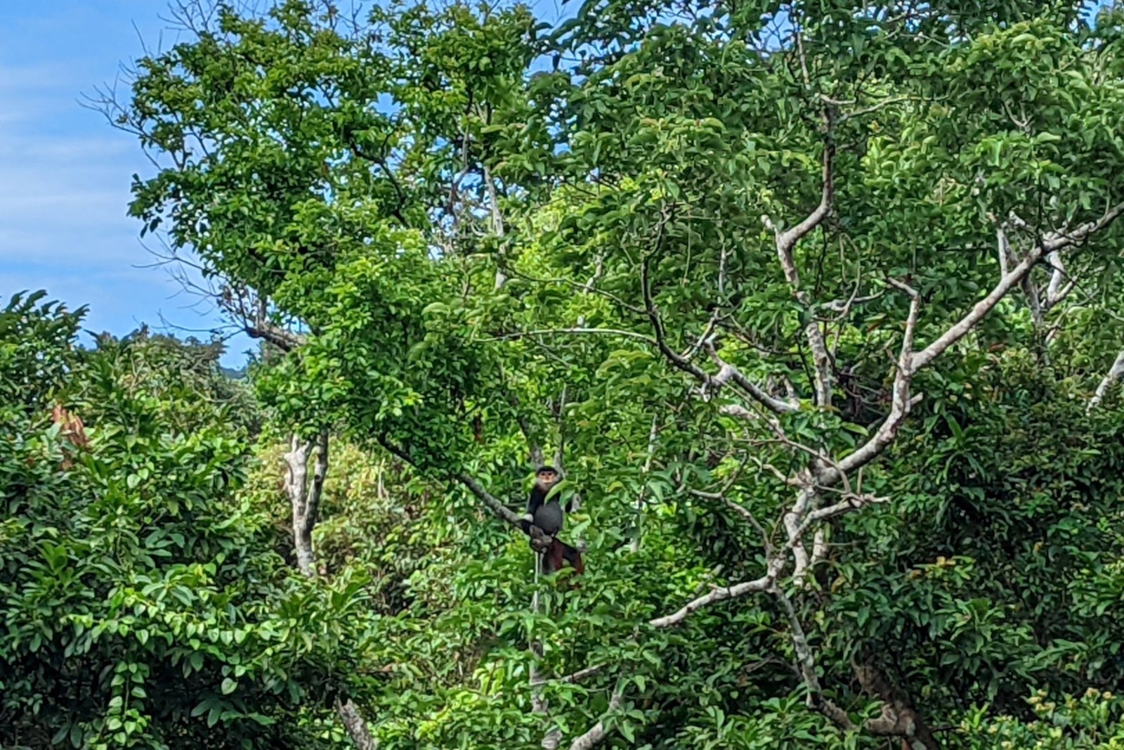 Wildlife at the Intercontinental Danang