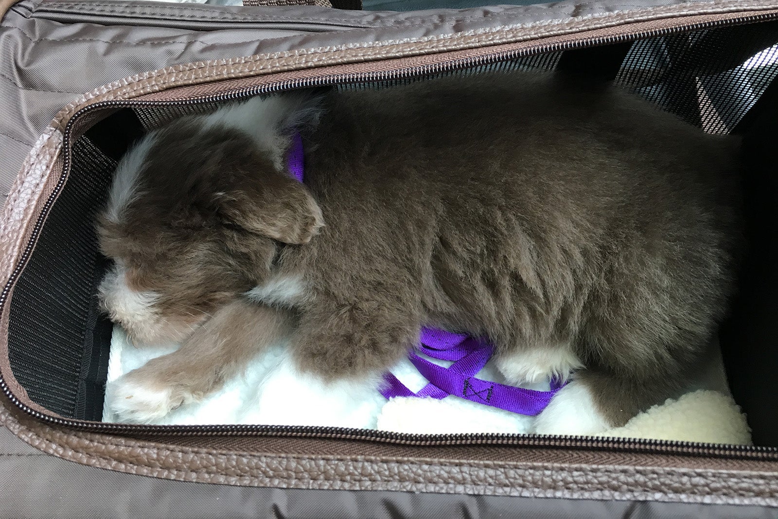 Puppy tested: Two paws up for the Sherpa Original Deluxe pet