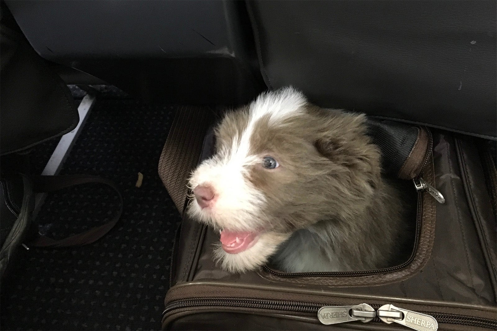 Sherpa pet carrier underseat on an American Airlines aircraft