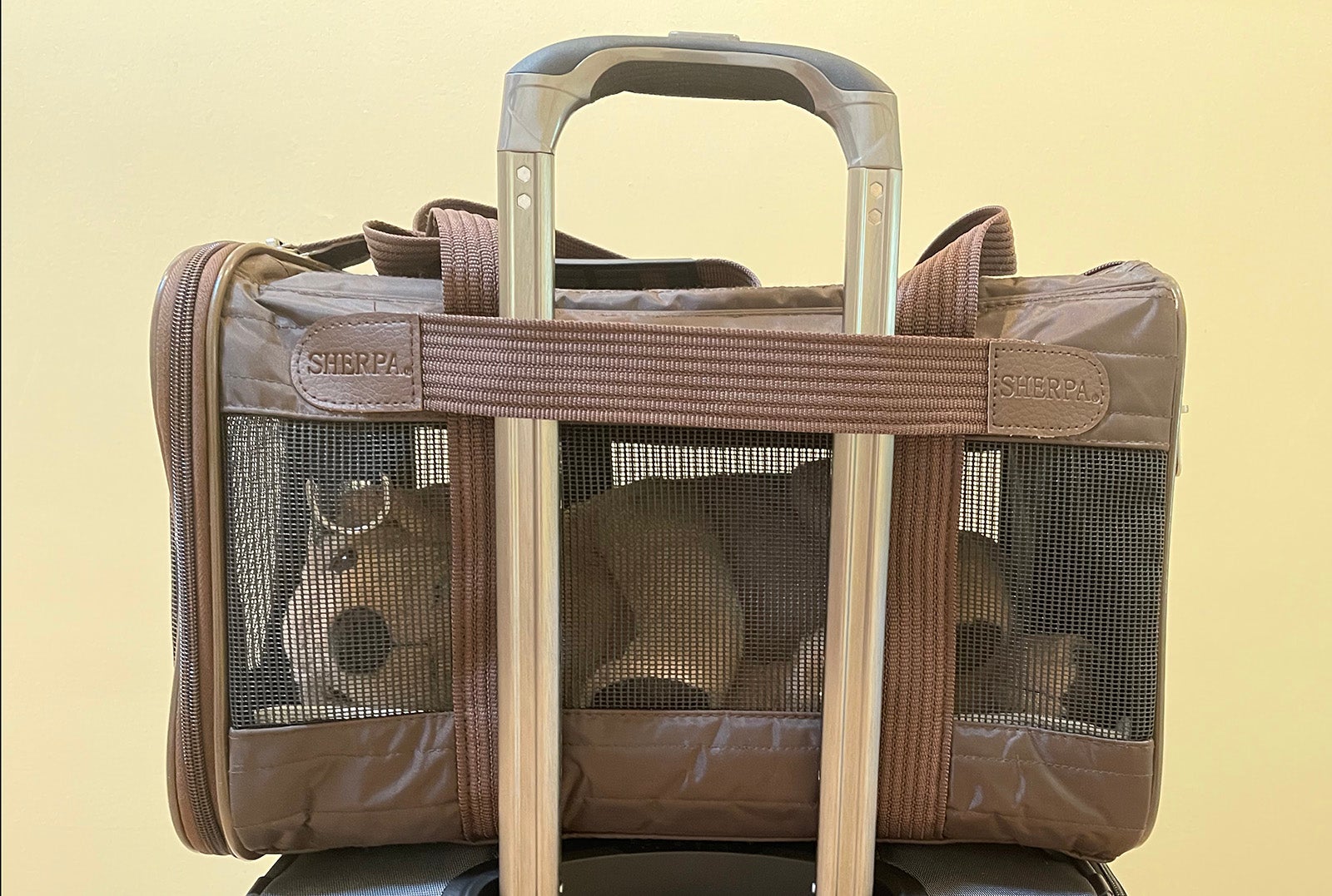 Mesh windows on the Sherpa Original Deluxe pet carrier allow plenty of air flow for your pet.