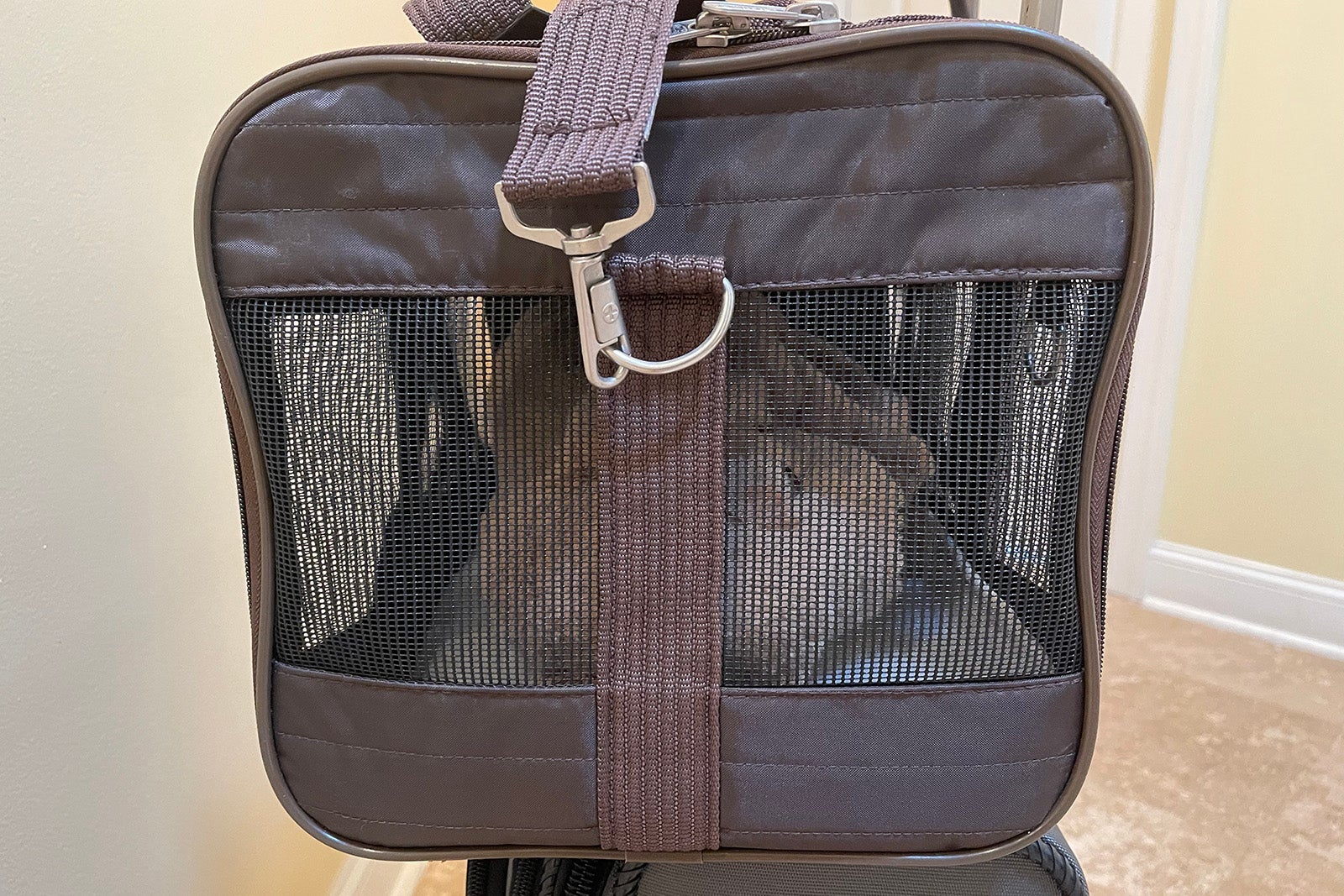 toy puppy show in a Sherpa Original Pet Carrier (medium size)