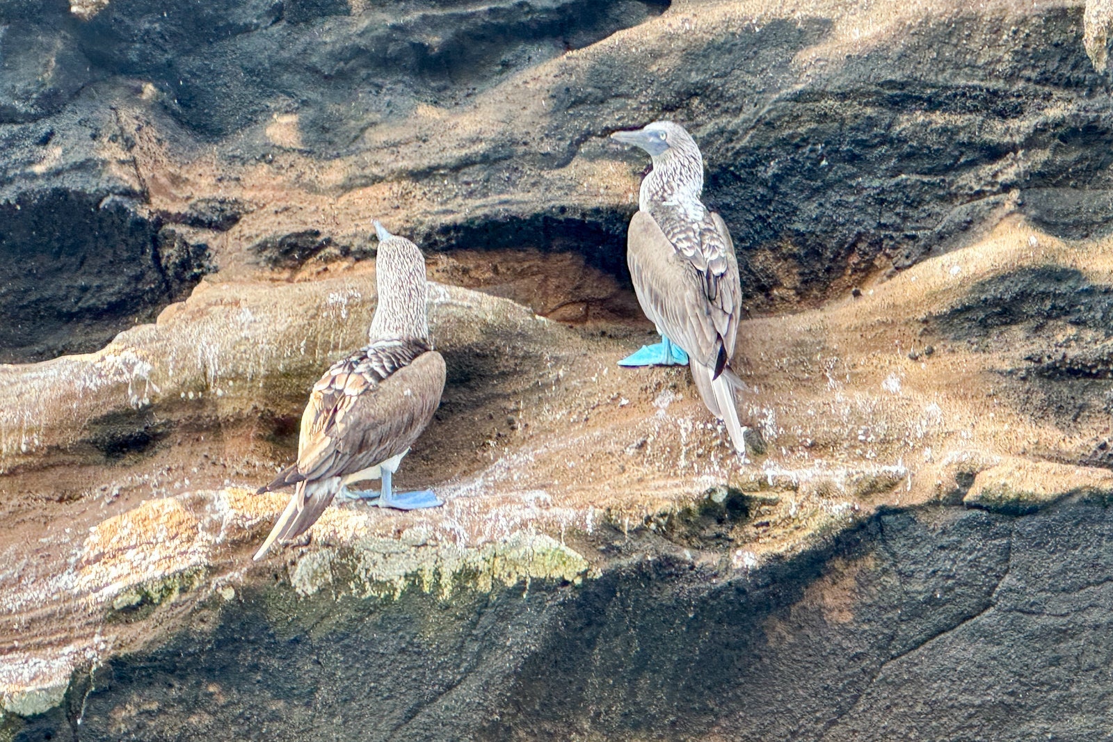 A pair of blue-footed boobies stand on a rock in the Galapagos