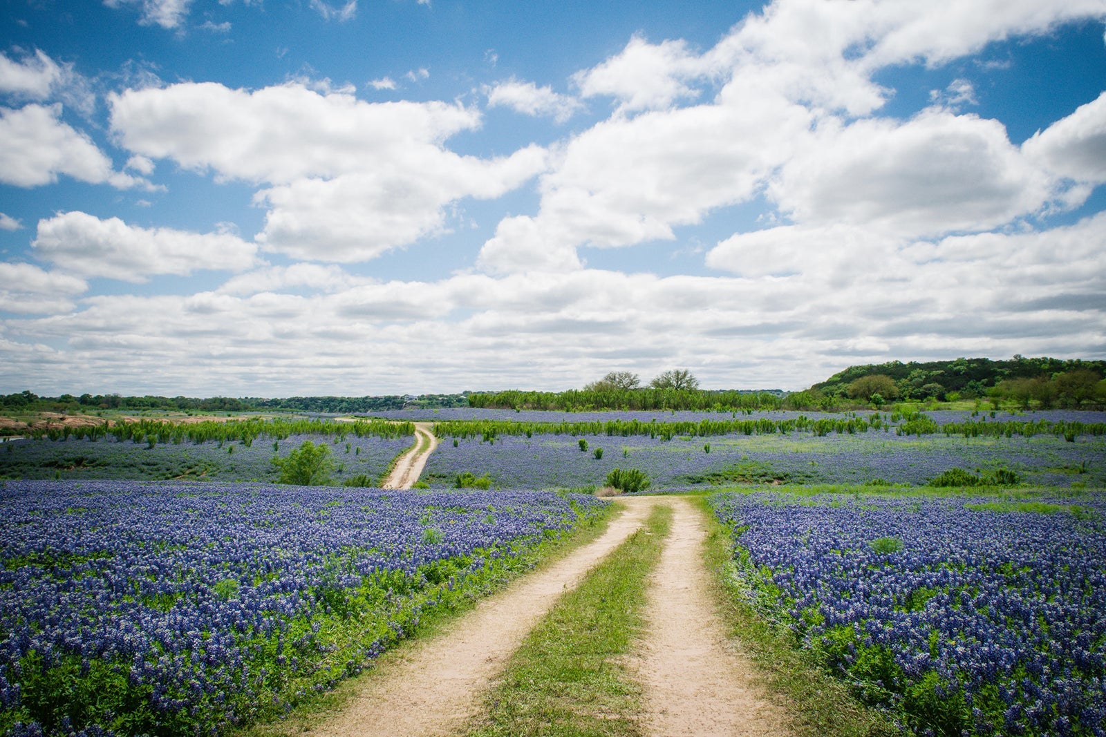 A Texas Hill Country field covered in bluebonnets