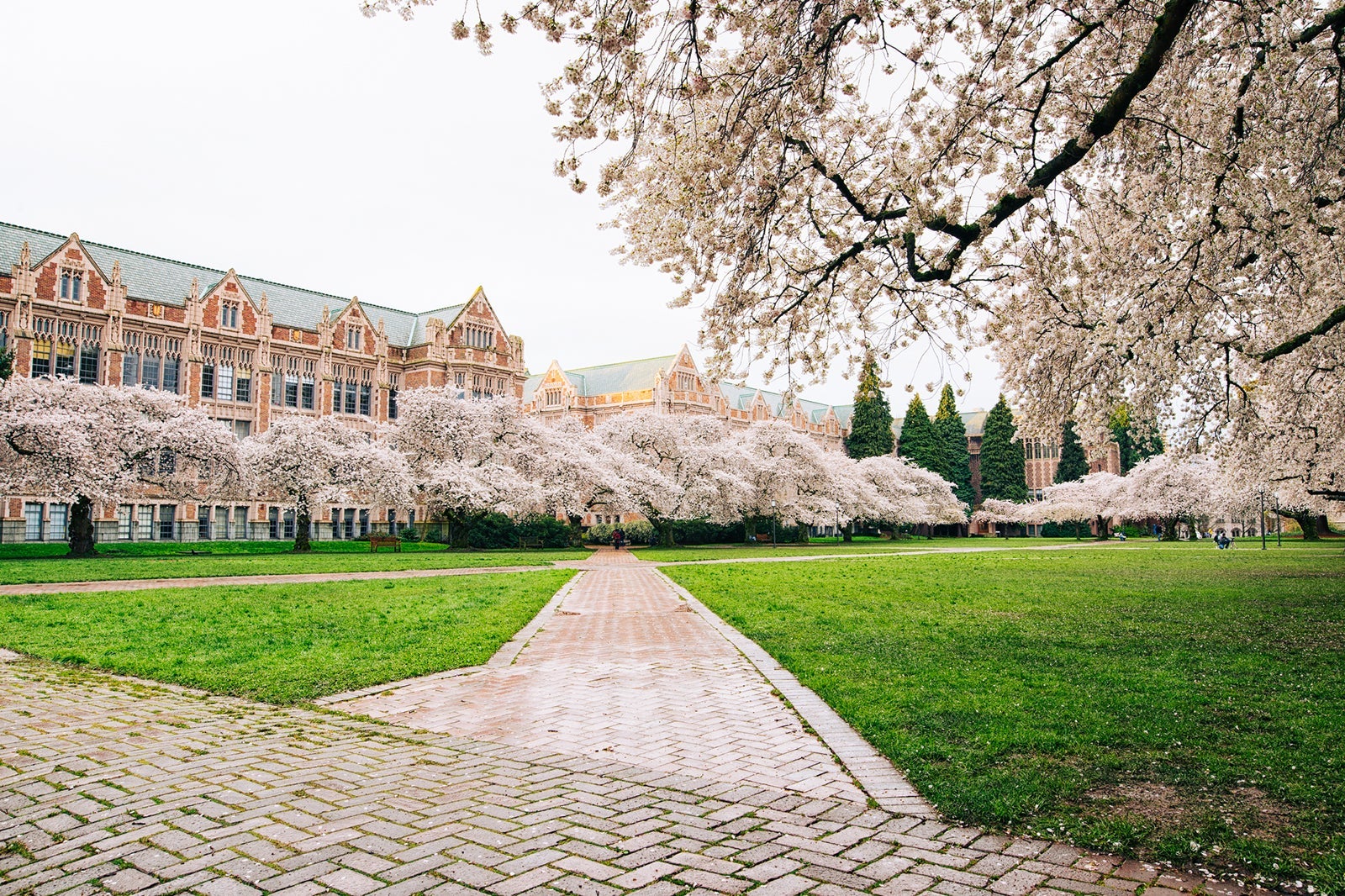 cherry blossoms